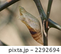 キアゲハの蛹