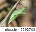 キアゲハの蛹
