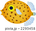 ミナミハコフグ
