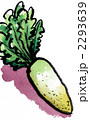 大根daikon125pix