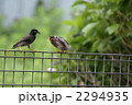 椋鳥の親子