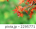 もみじイメージ