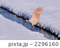 トキ 2296160