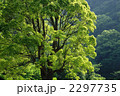 木