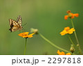 キバナコスモスとキアゲハ