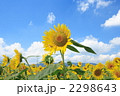 向日葵畑