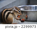どんぐりを食べるシマリス