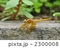 金色のトンボ
