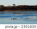 白鳥のいる風景