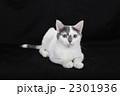 こちらを伺うスコティシュ