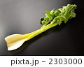 セロリ