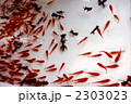金魚