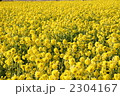 2304167