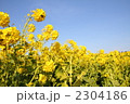 2304186