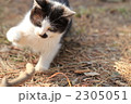 猫パンチ