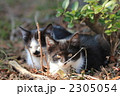 仲良し２匹