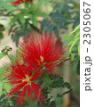 カリアンドラ・トウィーディーの花