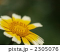 シュンギクの花