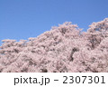 高遠のコヒガンザクラ*1