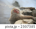 2307385