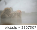 2307507