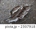 凍りつく落葉