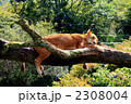 おひるね