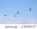 白鳥の飛翔4