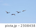 白鳥の飛翔5