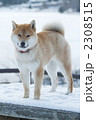 雪遊びする柴犬