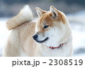 雪遊びする柴犬