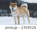 雪遊びする柴犬