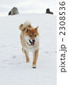 雪遊びする柴犬