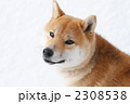雪遊びする柴犬