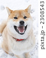 雪遊びする柴犬