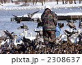 白鳥とカモの餌付け