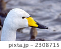白鳥の横顔アップ