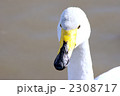 白鳥の正面　顔アップ