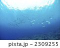 グルクマ