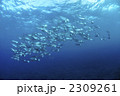 グルクマ