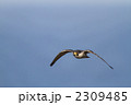 ハヤブサ