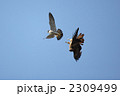 トビに威嚇するハヤブサ