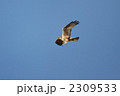 チュウヒ