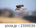 チョウゲンボウ