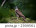 クマタカ