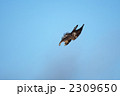 イヌワシ