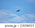 イヌワシ
