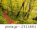 秋の登山道