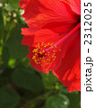 2312025
