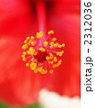 2312036